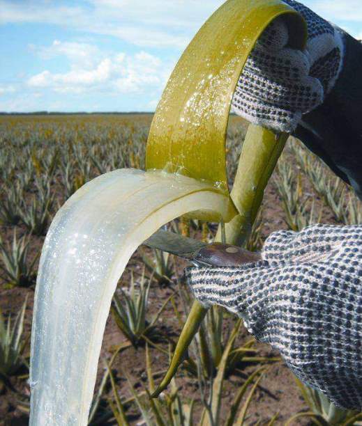 FB_IMG_1700630076576 smanjeno 85